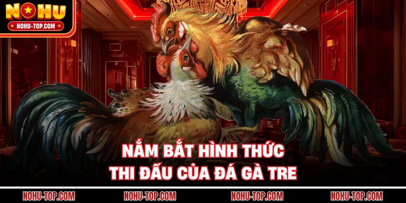 Nắm Bắt Hình Thức Thi Đấu Của Đá Gà Tre